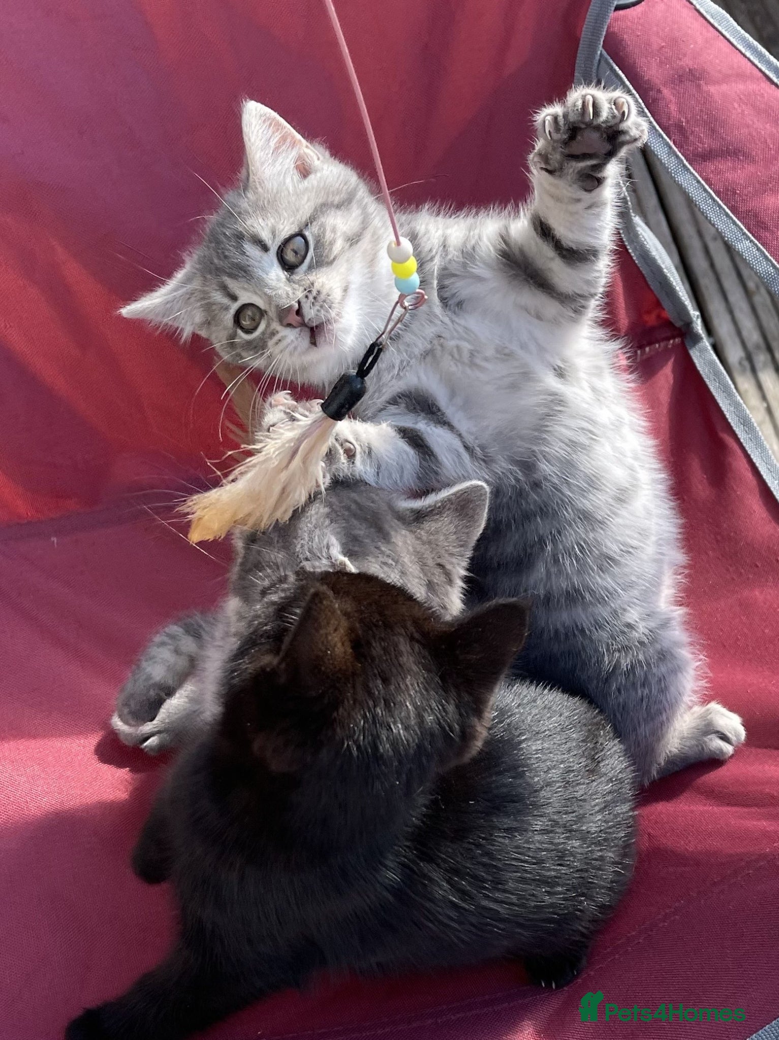 Mixed Breed cats 1 grey girl kitten left  - Advert 16