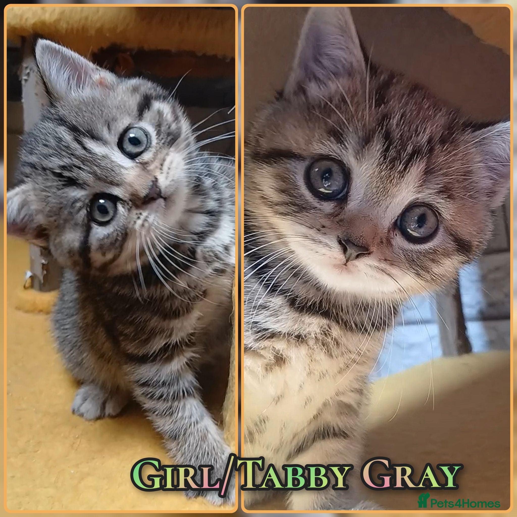 British Shorthair cats British Shorthair - Advert 16