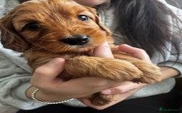 Cockapoo dogs for sale: Adorable F1B puppies born weekly pictures progress - Image 8