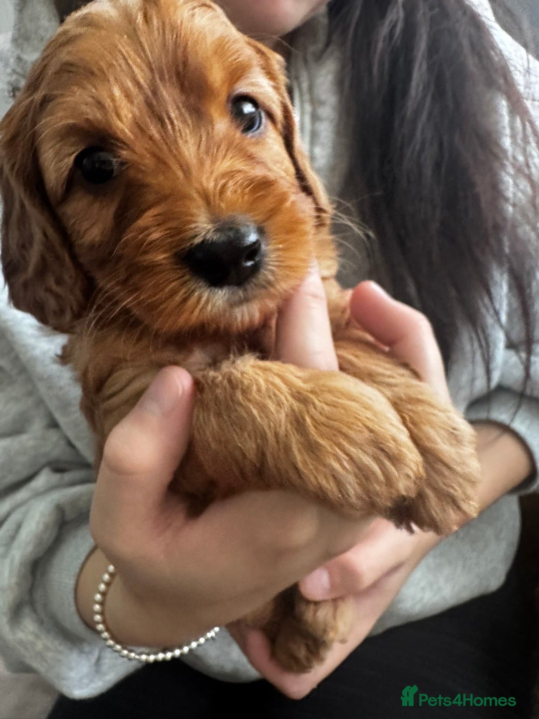Cockapoo dogs for sale: Adorable F1B puppies born weekly pictures progress - Image 8