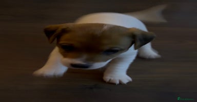 Jack Russell dogs Jack Russell Puppies - Advert 14