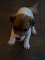 Jack Russell dogs Jack Russell Puppies - Advert 10