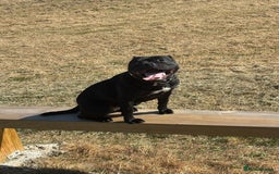 Staffordshire Bull Terrier dogs for sale: KC Staffordshire bull terrier  - Image 2