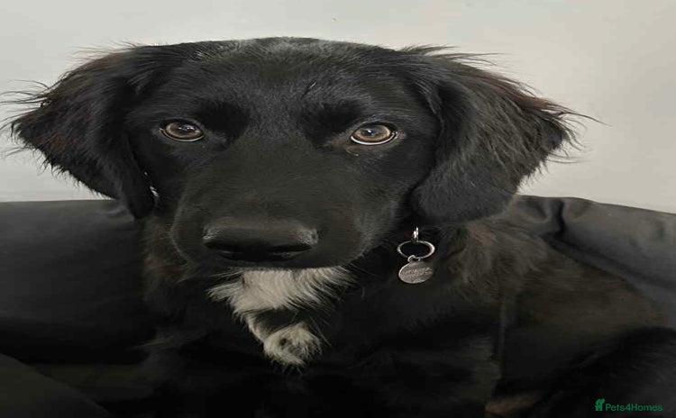 Mixed Breed dogs - Advert 2