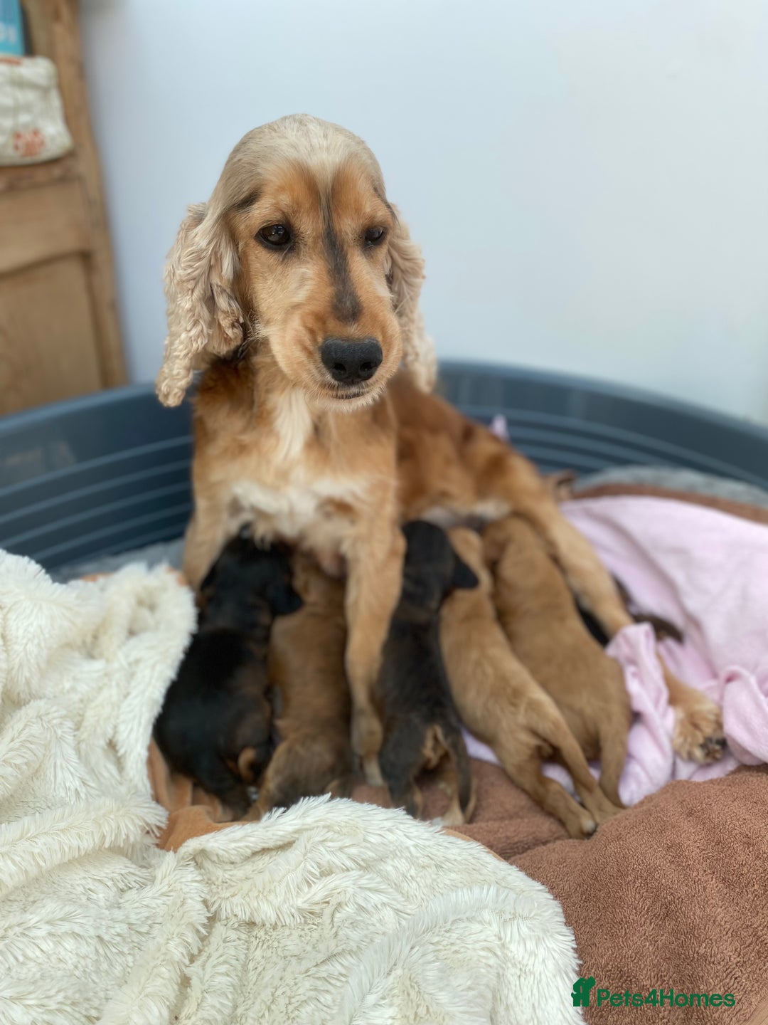 Cockapoo dogs for sale: F1 Cockapoo Puppies  - Image 5