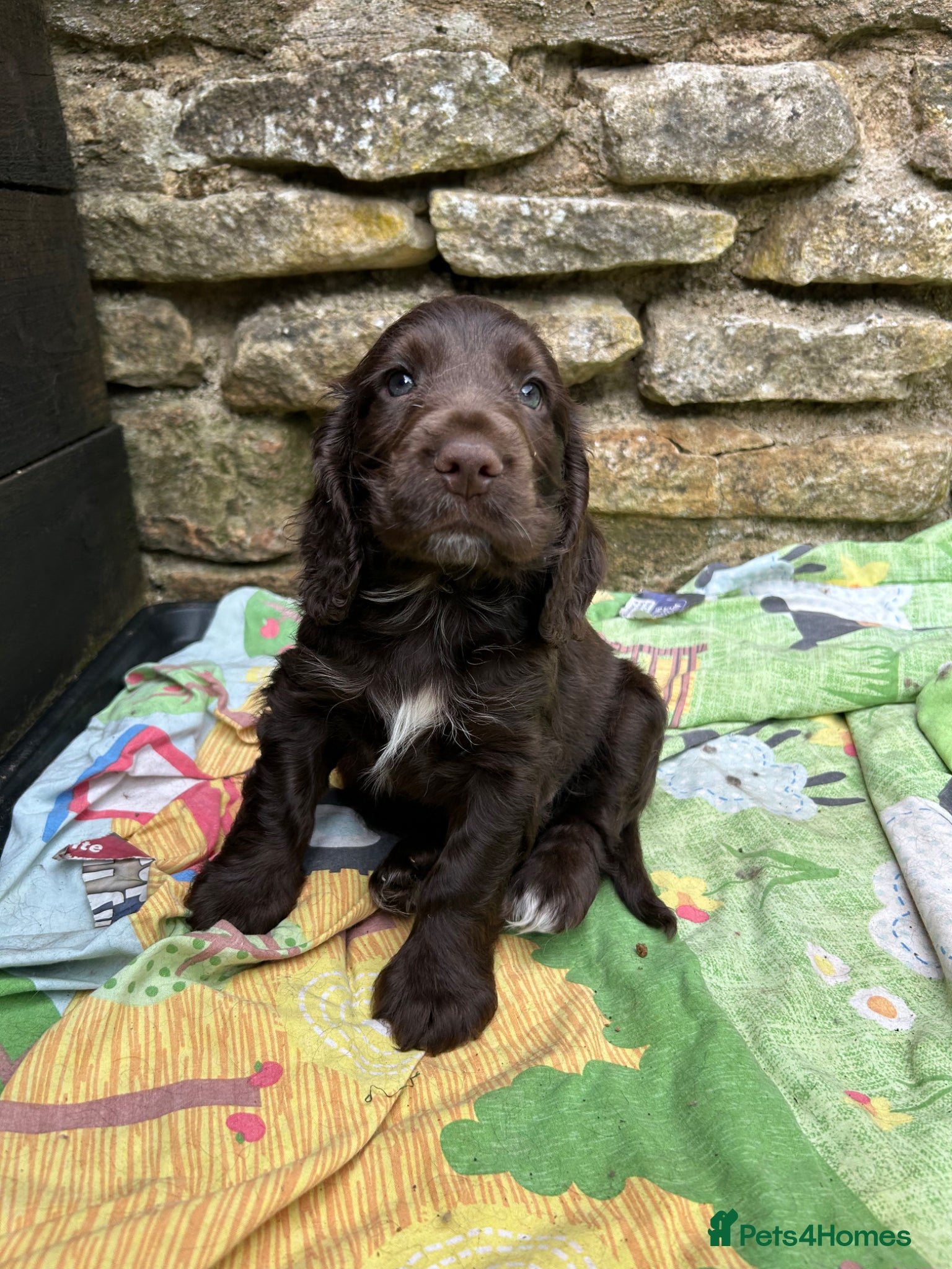Cocker Spaniel dogs Kc Reg Show cockers  - Advert 18