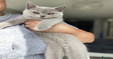 British Shorthair cats - Advert 13