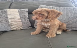 Cockapoo dogs for sale: F1 cockapoo - Ready Now - Image 17