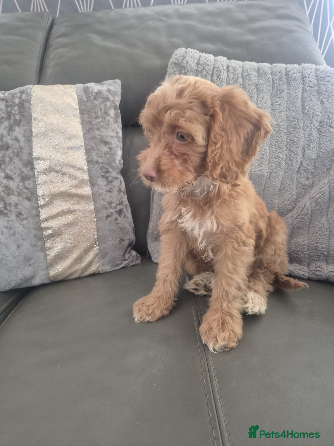 Cockapoo dogs for sale: F1 cockapoo - Ready Now - Image 17