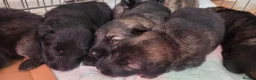 German Shepherd dogs for sale: German Shepherd Puppies - Advert 18