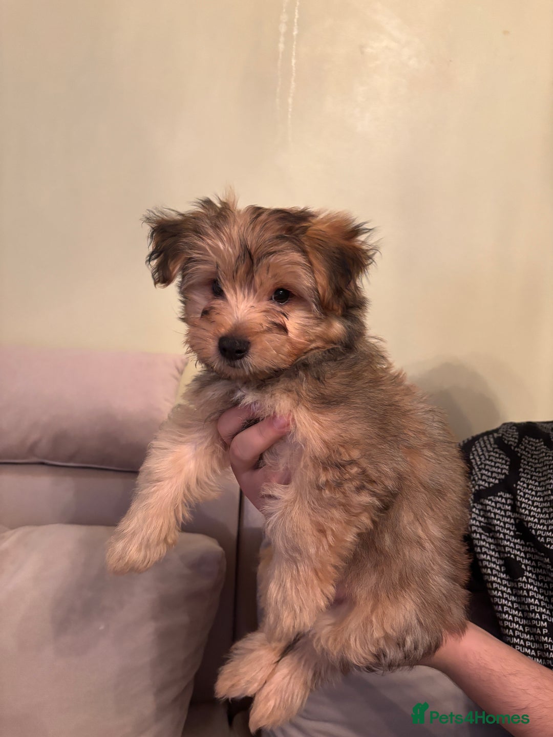 Yorkshire Terrier dogs for sale: Yorkshire Terrier 2 boys left  - Advert 6