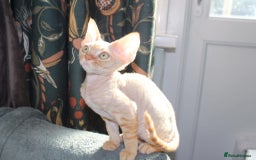 Devon Rex cats for sale: GCCF Devon Rex kittens - Image 15