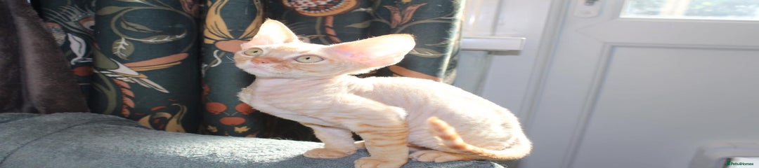 Devon Rex Kitten 2