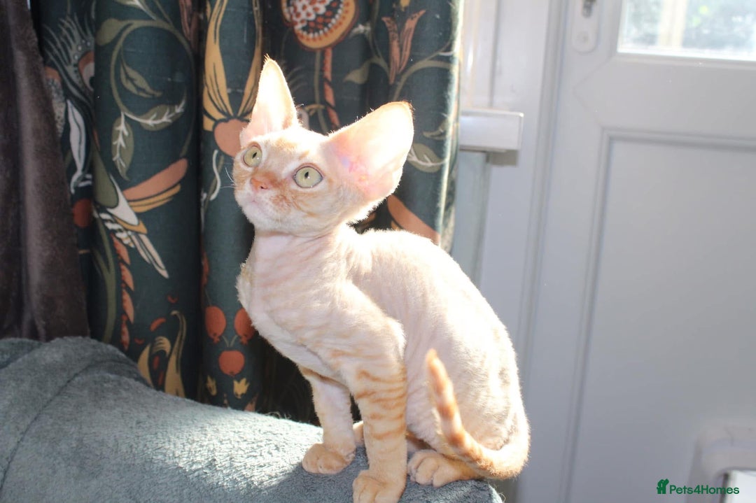 Devon Rex cats for sale: GCCF Devon Rex kittens - Image 15