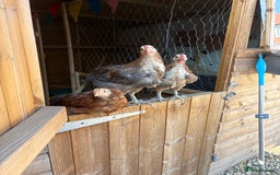 Chickens poultry for sale: Roosters and hen for rehoming  - Image 2