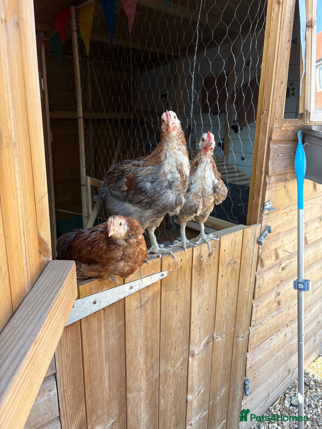 Chickens poultry for sale: Roosters and hen for rehoming  - Image 2