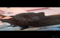 Mixed Breed cats for sale: 3 beautiful black and white kittens  - Image 9