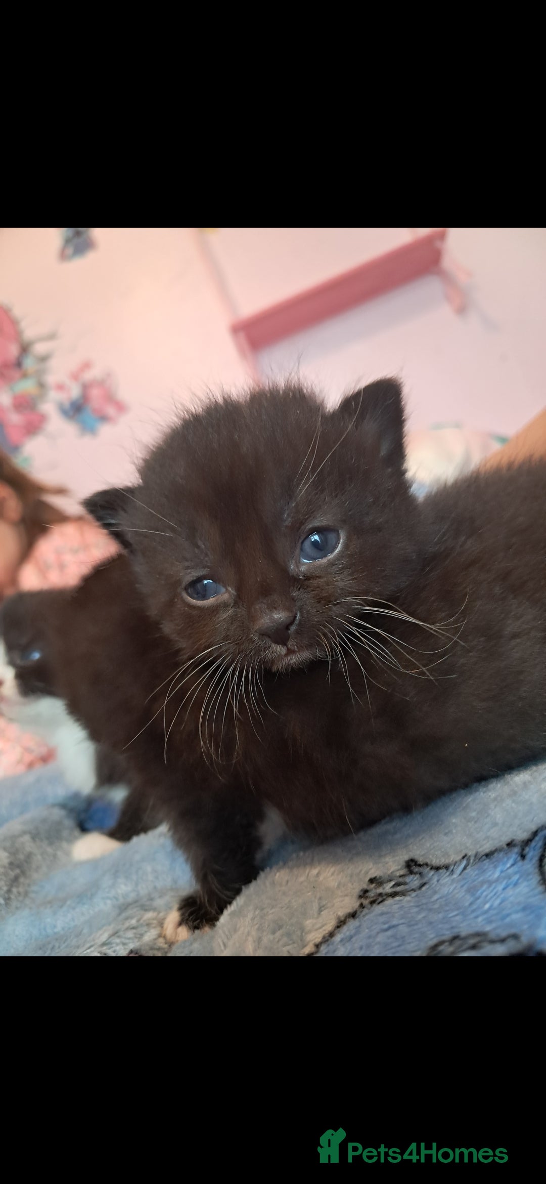 Mixed Breed cats for sale: 3 beautiful black and white kittens  - Image 9