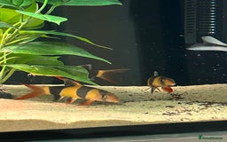 Catfish fish for sale: Loaches & Catfish - Image 3