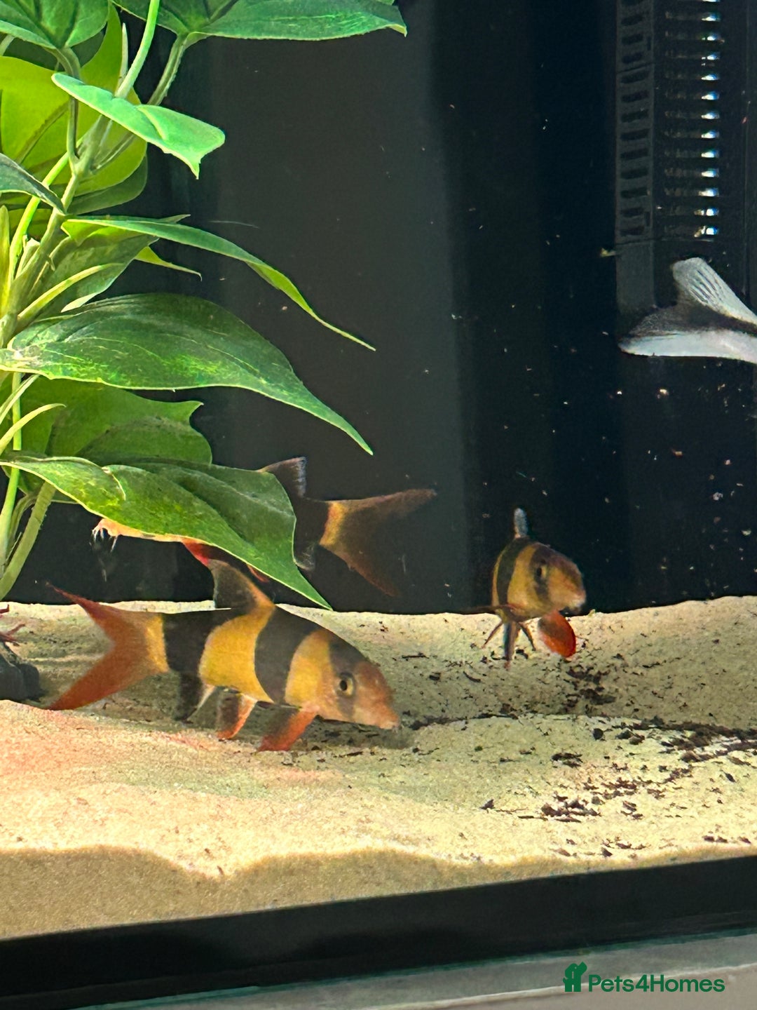Catfish fish for sale: Loaches & Catfish - Image 3