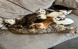 Mixed Breed cats for sale: Beautiful kittens  - Image 2