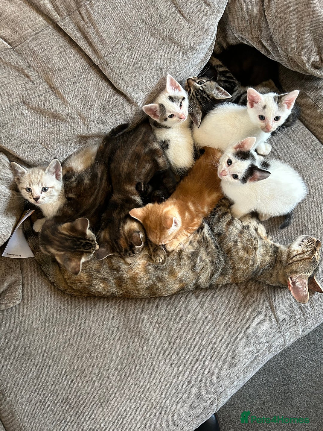 Mixed Breed cats for sale: Beautiful kittens  - Image 2