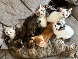 Mixed Breed cats - Advert 36