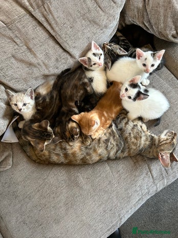 Mixed Breed cats - Advert 3