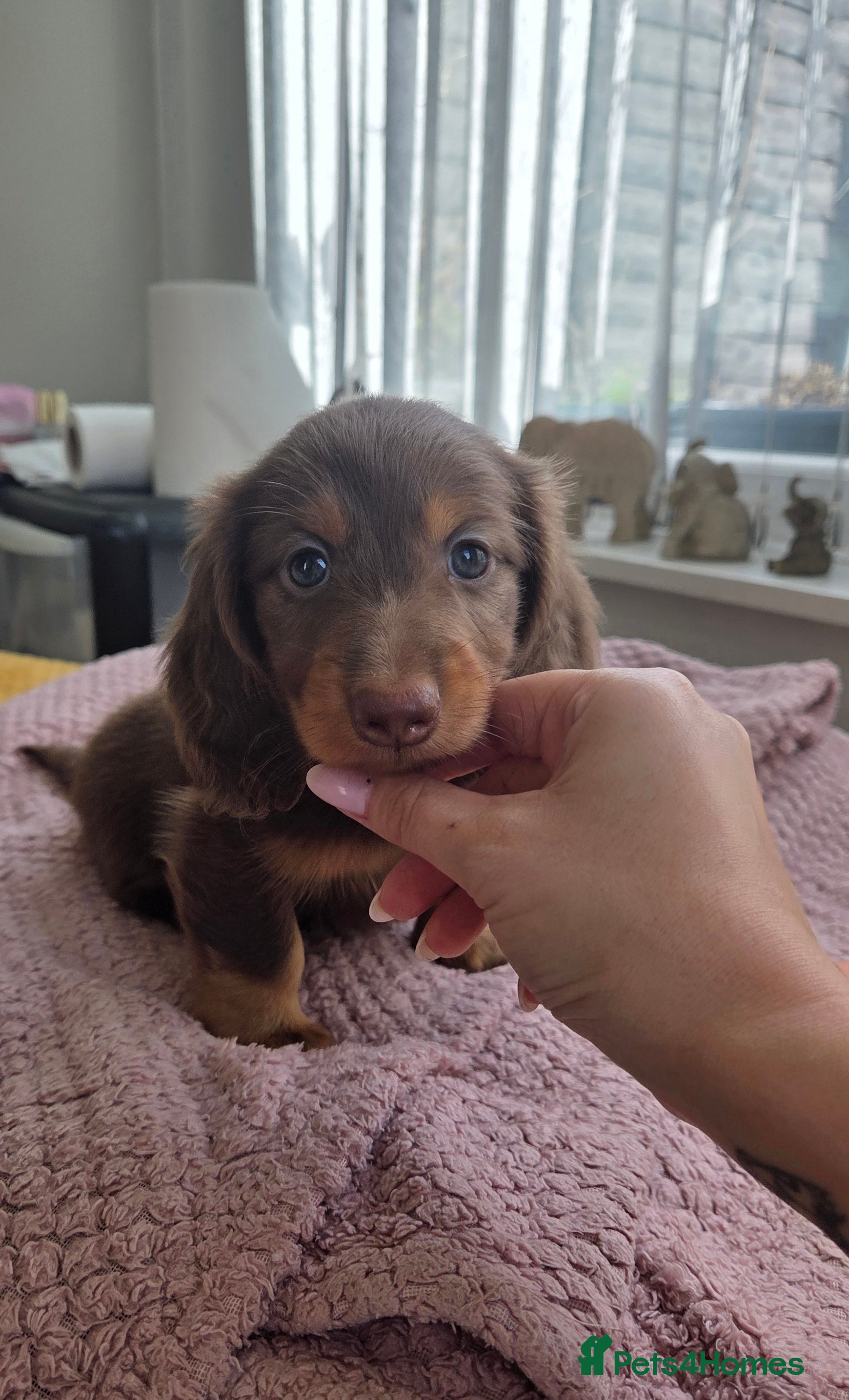 Miniature Dachshund dogs Miniature  Dachshund  - Advert 12