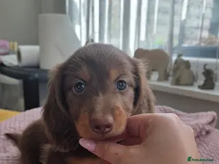 Miniature Dachshund dogs Miniature Dachshund - Advert 12