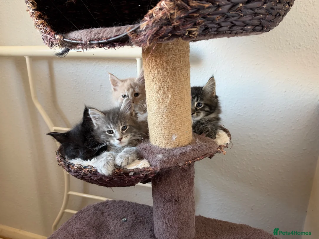 Maine Coon cats for sale: 4 beautiful and playful Maine Coon kittens - Advert 26