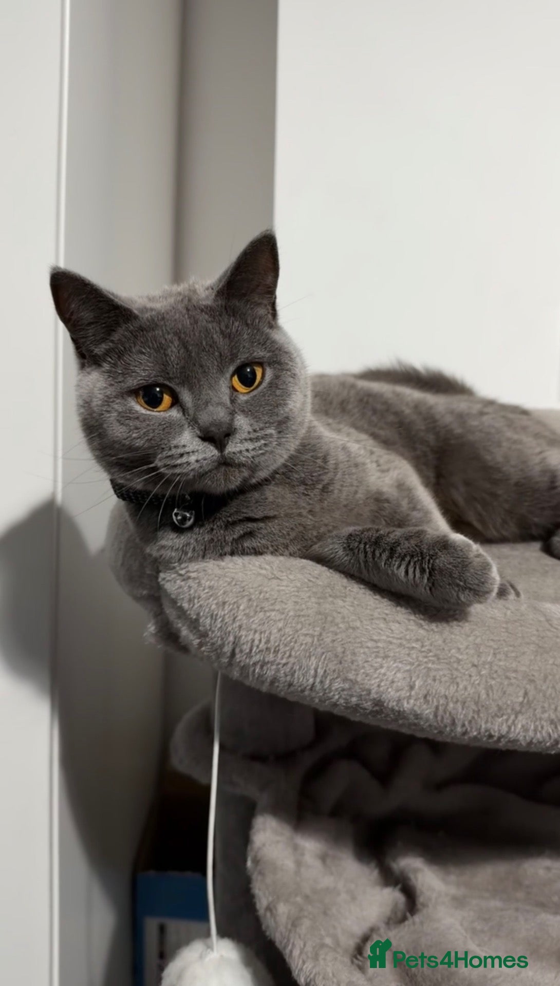 Russian Blue cats Hazel - Advert 5