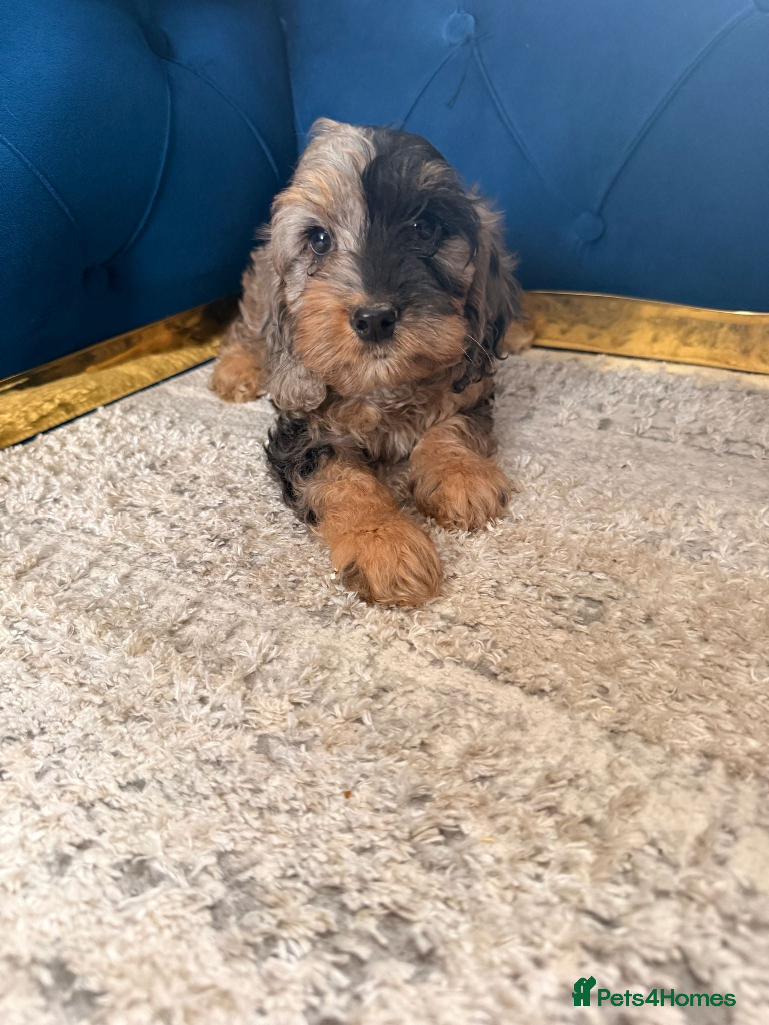 Cockapoo dogs Beautiful puppies - Advert 3