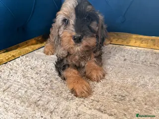 Cockapoo dogs Beautiful puppies - Advert 3