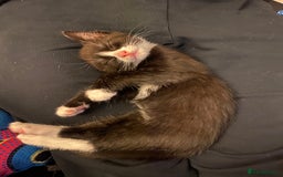 Mixed Breed cats for sale: 3 KITTENS FOR SALE - Image 9