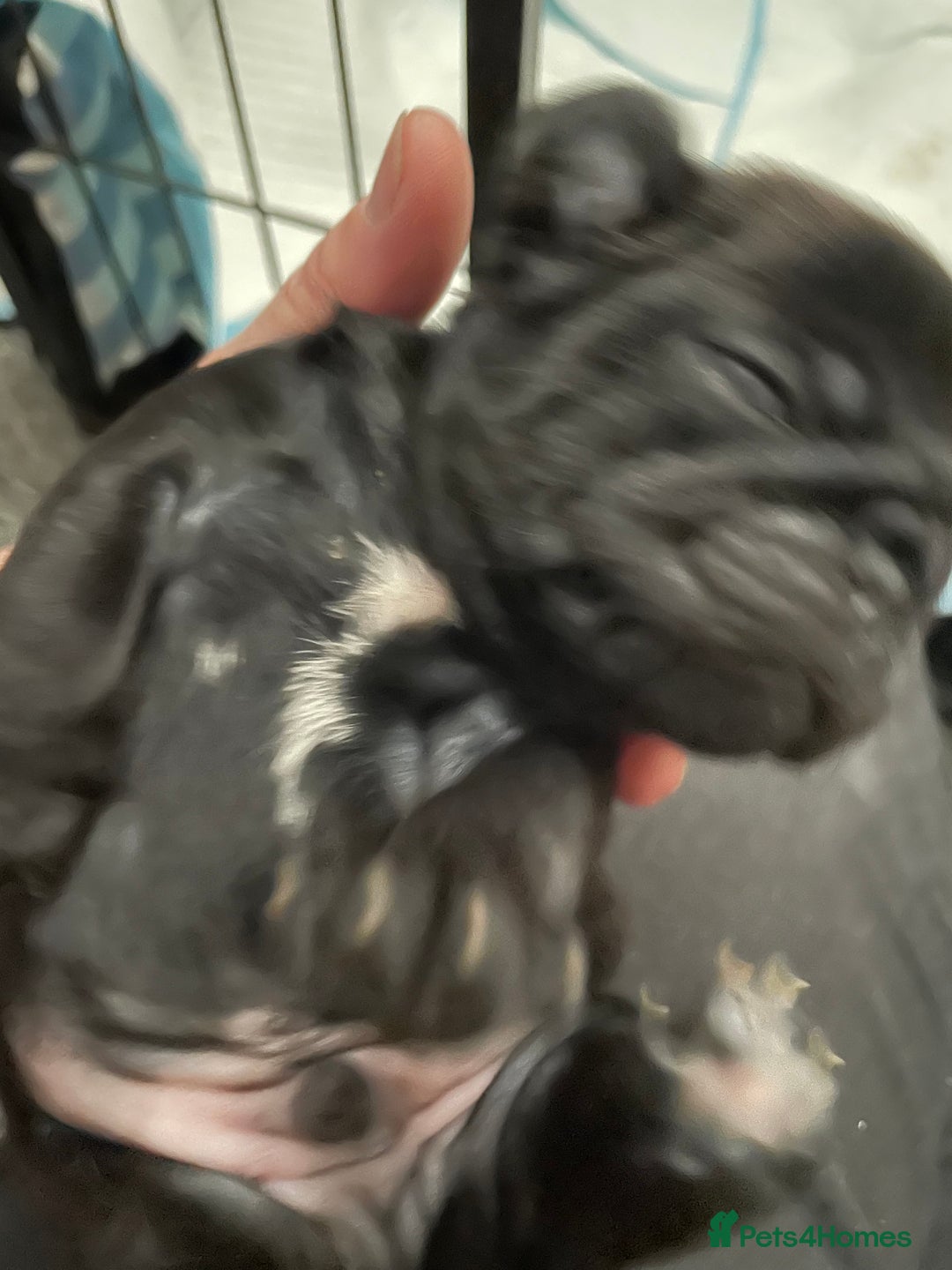 Pug dogs for sale: Two Baby Pugs  - Image 3