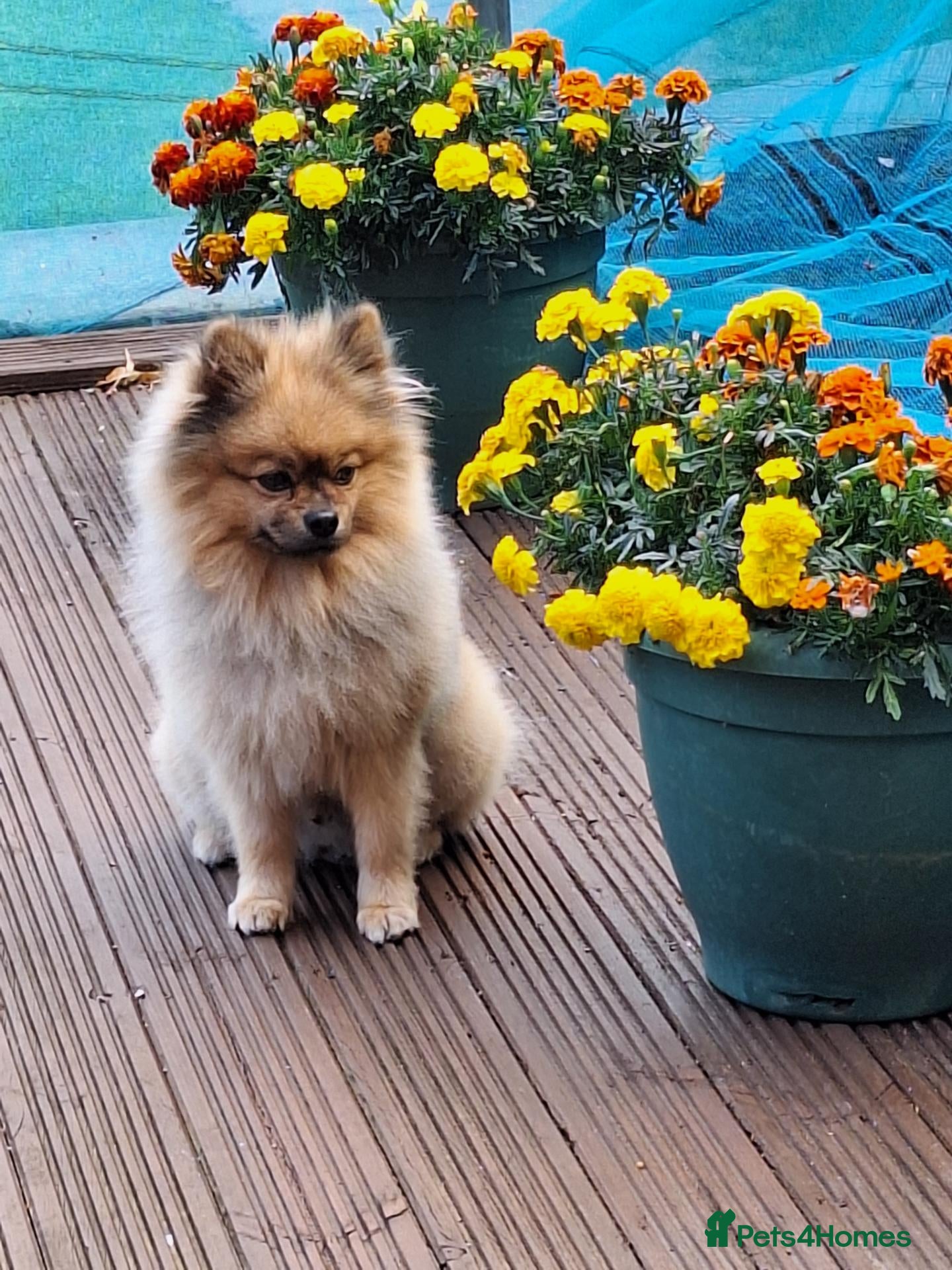 Pomeranian dogs Kobe for stud - Advert 9