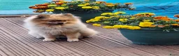 Pomeranian dogs for stud: Kobe for stud in Newcastle upon Tyne - Advert 1