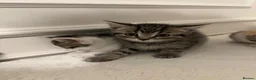 Mixed Breed cats for sale: Kittens Looking for Their Forever Homes MIXED BSH in London - Advert 4