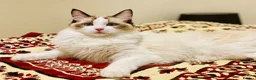 Ragdoll cats for sale: Pure Stunning Ragdoll Kittens  - Advert 14