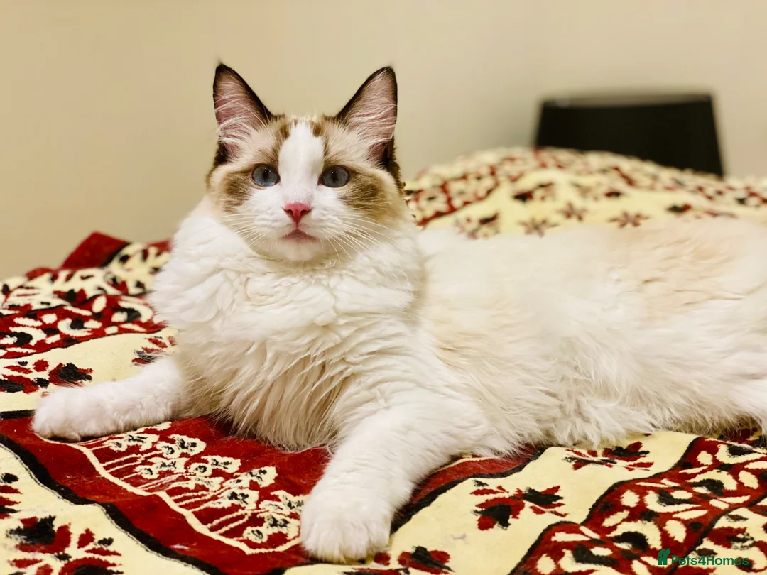 Ragdoll cats for sale: Pure Stunning Ragdoll Kittens  - Advert 14