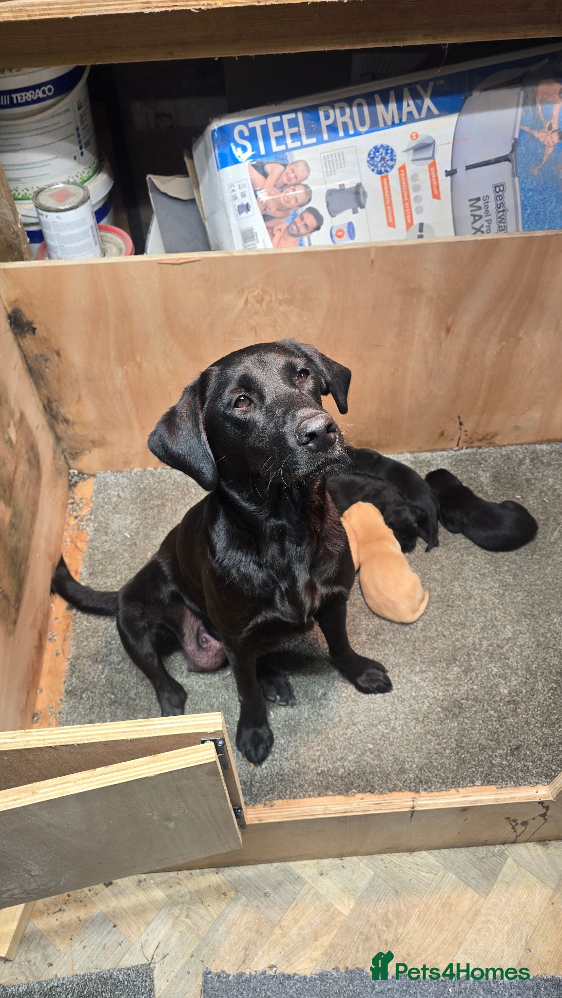 Labrador Retriever dogs 2 Yellow Male FTCH Sired Labrador Puppies - Advert 1