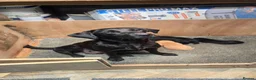 Labrador Retriever dogs for sale: FTCH Sired Labrador Puppies - Advert 5