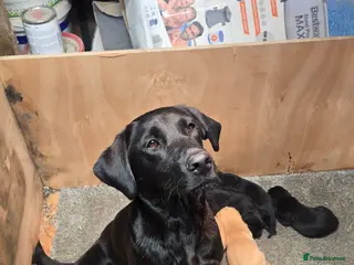Labrador Retriever dogs 2 Yellow Male FTCH Sired Labrador Puppies - Advert 1