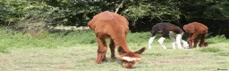 Alpaca livestock for sale: Attractive alpaca mated last year to quality sire - Advert 2