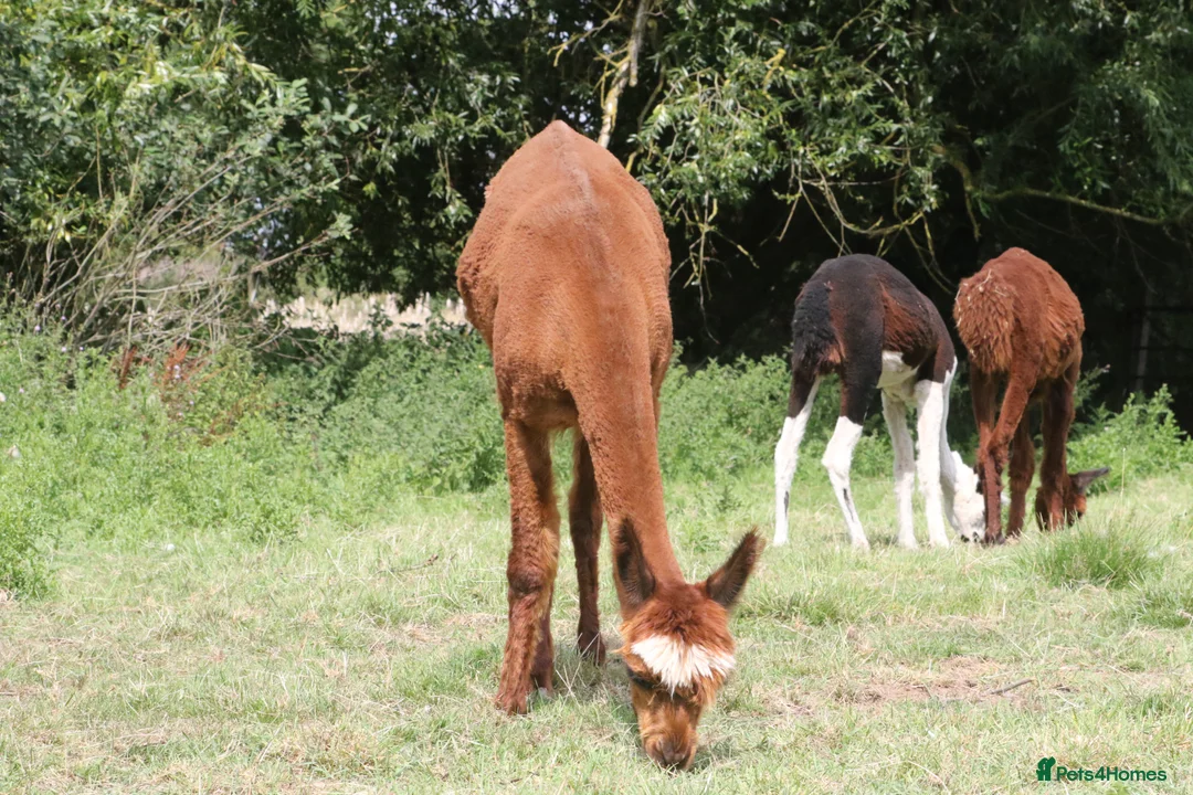 Alpaca livestock for sale: Attractive alpaca mated last year to quality sire - Advert 2