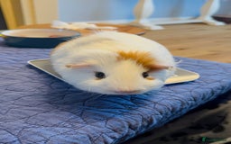 Guinea Pig rodents for sale: Guinea Pigs for Sale - Image 4