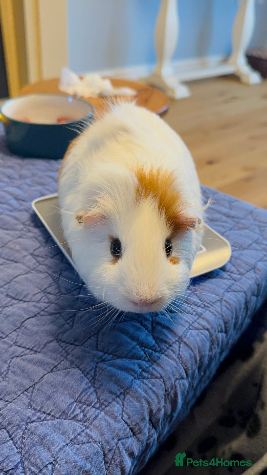 Guinea Pig rodents for sale: Guinea Pigs for Sale - Image 4