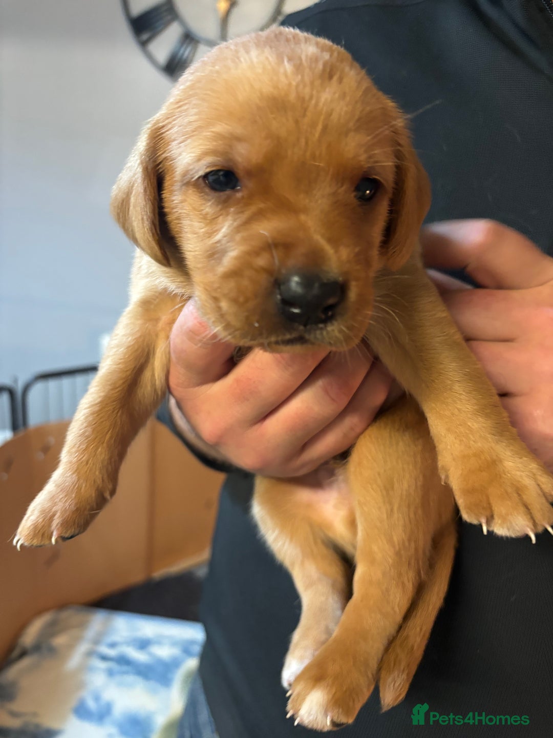 Labrador Retriever dogs for sale: Labrador  - Advert 4