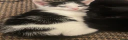 Domestic Shorthair cats for sale: Beautiful Litter of kittens 2xmales 2x females - Advert 9